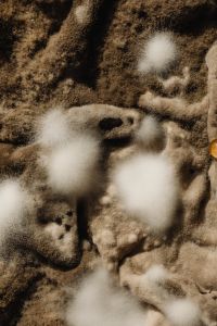 Kaboompics - White Fungal Growth Across Brown Agar, Close-Up