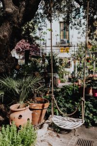 Kaboompics - Potted Plants under a Large Tree in a Shaded Courtyard