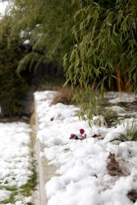 Kaboompics - Draping Willow Foliage over a Snow-Covered Garden Border, Winter Scene