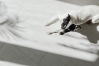 Kaboompics - Black and White Dog Looking Toward Camera on Bright Floor