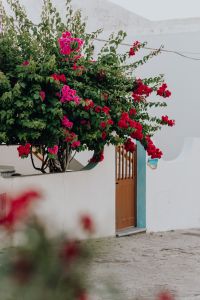 Kaboompics - Pink Bougainvillea Climbing over a White Courtyard Gate in Calasetta, Sardinia
