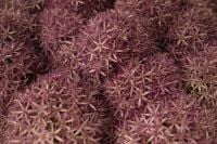 Kaboompics - Purple Allium Flowers, Star-Shaped Floral Texture