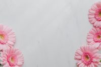 Kaboompics - Pink Gerbera Background