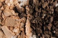 Kaboompics - Crushed Neutral Makeup Powder Texture