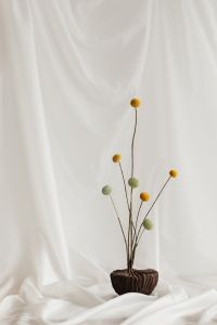 Kaboompics - Yellow Billy Button Flower Stem Against Cream Draped Fabric