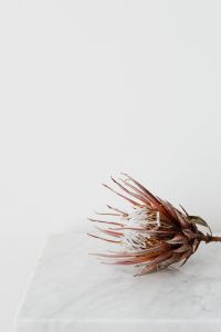 Kaboompics - Protea on The White Marble Table, White Background
