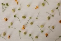 Kaboompics - Broad Beans, Chanterelle Mushrooms and Dill on a White Textured Background