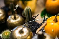 Kaboompics - Golden ornamental pumpkins with cactuses