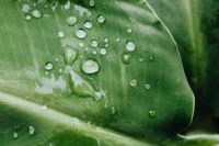 Kaboompics - Broad Green Leaf with Raindrops and Natural Texture