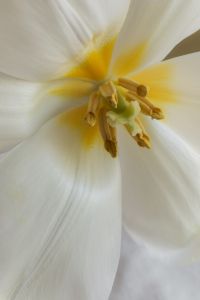 Kaboompics - Yellow-Centered White Flower Close-Up