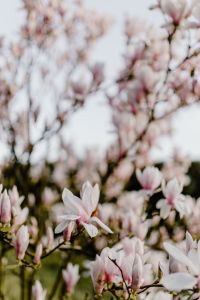 Kaboompics - Soft-Focus Magnolia Branches with Spring Copy Space