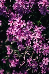 Pink flowers blooming in spring