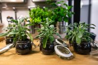 Kaboompics - Row of Sage Herb Plants in Glass Jars on Wooden Table