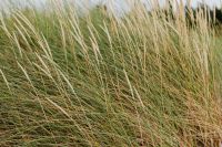 Kaboompics - Beach Grass in Soft Coastal Light