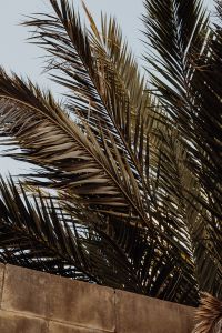 Kaboompics - Dense Palm Leaf Texture against a Clear Sky
