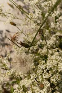 Kaboompics - Wildflowers and Dandelion Seeds in Coastal Meadow
