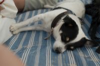 Kaboompics - Close-Up of Black and White Dog Sleeping on Blue Striped Mat