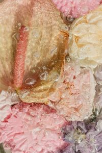 Kaboompics - Pale Pink Flower Petals with Clear Water Bubbles, Vertical Botanical Macro Texture
