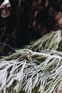 Kaboompics - Frosted Evergreen Needles and a Small Twig, Vertical Winter Nature Macro