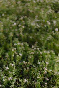 Kaboompics - Small White Wildflowers in a Soft Focus Meadow