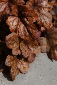 Kaboompics - Wet Brown Autumn Leaves with Soft Botanical Texture