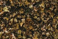 Kaboompics - Fallen Leaves Texture on the Forest Floor
