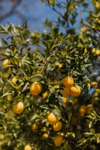 Kaboompics - Vertical Lemon Tree Branch with Dense Leaves