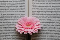 Kaboompics - Pink Gerbera on an Open Book