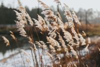 Kaboompics - Sunlit Reed Plumes Framing a Winter Lake, Soft-Focus Nature Background