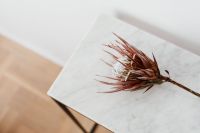 Kaboompics - Protea on The White Marble Table, White Background