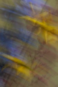 Kaboompics - Abstract Blue and Yellow Flower Motion Blur