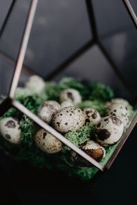 Kaboompics - Speckled Quail Eggs on Green Moss in Glass Terrarium