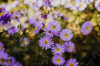 Kaboompics - Small purple flowers in the garden