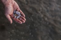 Kaboompics - Hand holding sea shells