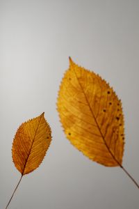 Dried Autumn Leaves on Gray and White Stone Backgrounds