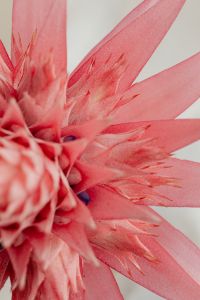 Kaboompics - Pink Bromeliad Bloom and Textured Leaves
