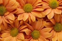 Kaboompics - Close-Up of Orange Chrysanthemum Petals and Flower Centers