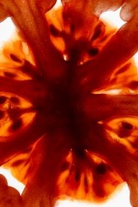 Kaboompics - Tomato Slices in Backlight