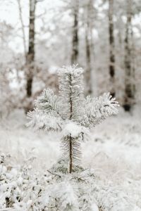 Kaboompics - Ice Covered Young Pine Tree In Winter Forest