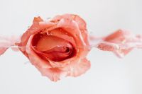 Kaboompics - Sideways Pink Rose at the Surface with Water Ripples