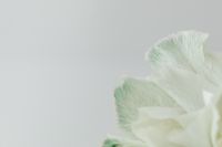 Kaboompics - Colorful carnations flowers - Dianthus caryophyllus