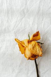 Kaboompics - Single Golden Dried Rose on White Fabric for Minimalist Botanical Art