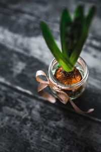 Kaboompics - Woman making a little ornamental seedling in a small jar