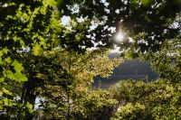Kaboompics - Green Leaves Framing Sunlight Over Water