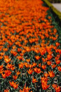 Kaboompics - Orange Tulip Petals Framed by Fresh Green Leaves
