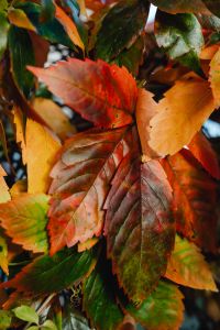 Kaboompics - Rich Red and Orange Autumn Leaves in Close Focus