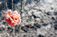 Kaboompics - Frozen flower