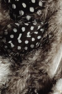 Kaboompics - Dark Spotted Feathers Against Soft Gray Plumage