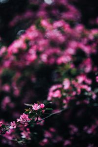 Kaboompics - Abstract Spring Bokeh with a Focused Blossom Branch