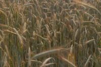 Kaboompics - Dense Dry Meadow Grasses in Warm Natural Texture